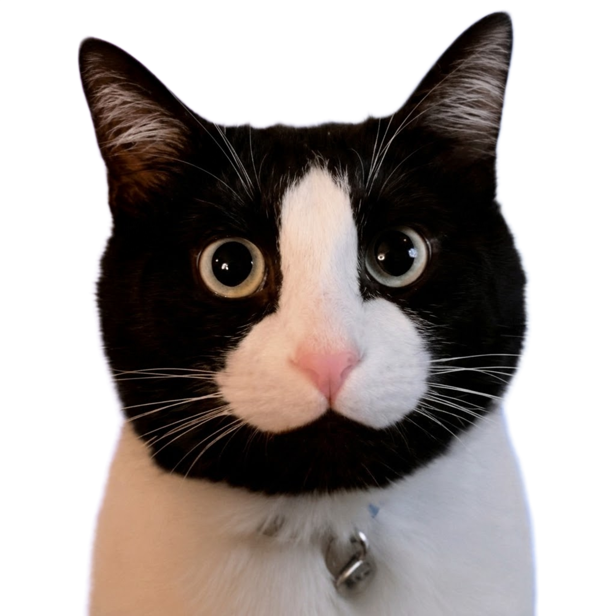 catwifdih